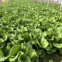内黄精品生菜高质量大棚生菜，质量好价格低