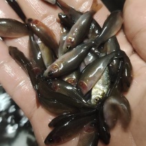 禾花鲤鱼苗