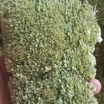 苔藓