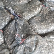 盘锦优质蟹苗保证质量成活率高抗病能力强