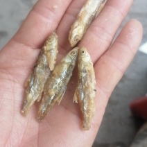 油炸淡干河边鱼