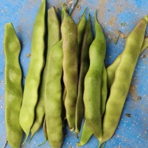 油豆厂家直供大量精品价格美丽对接商超