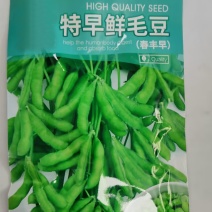 毛豆种子-特早鲜毛豆早熟高产非转基因