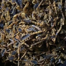 包邮中药材蝎子清水全蝎新货药用泡酒全虫500g起