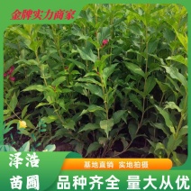红王子锦带河北保定正宗红王子锦带批发红王子锦带