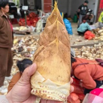 高山竹笋大小规格都有按需求分拣打包去壳可以网袋发货全国发