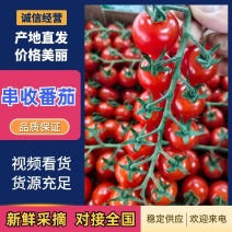 串收番茄saopolo，无土栽培，基地直发，对接档口商超