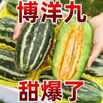 山东博洋甜瓜博洋九号九一。大量现货大量上市成熟度好现摘现