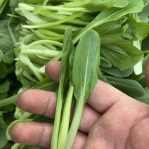 鸡毛菜