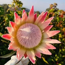 粉帝王白帝王袋苗精品苗可用于花束干花全国发货