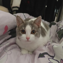蓝白猫