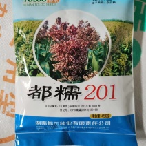 都糯201小颗粒全糯高粱种子