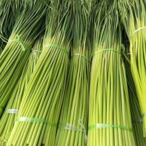 蒜苔红帽蒜薹品质保证货源充足量大从优诚信经营