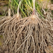 芦笋苗高产绿芦笋种根多年生保成活现货品质好基地直供2年