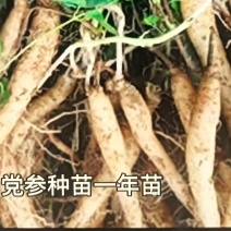 山西党参苗（一年苗）