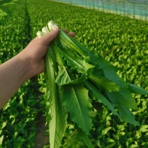 精品大棚油麦菜原产地直发，代采，一站式服务