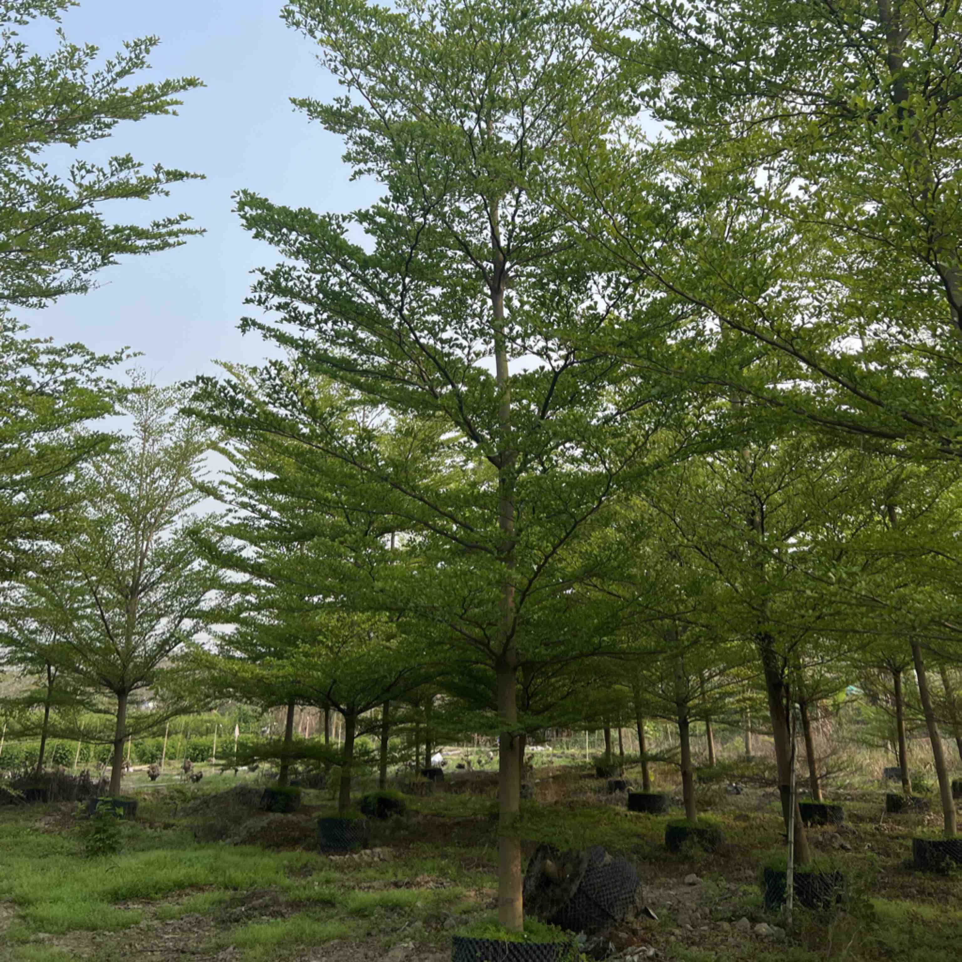 [榄仁树批发]广东揭阳普宁市榄仁树 700.00元/棵小叶榄仁全 _ 一亩田