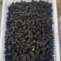 桑葚