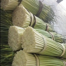 陇上江南精品蒜苔