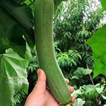 精品丝瓜香丝瓜油皮丝瓜大量供应可视频看货欢迎来电采