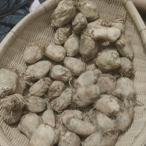 腌制大头菜