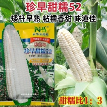 珍的早珍早52甜糯玉米种子矮杆早熟大棒鲜食粘糯香甜非转