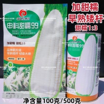 申科甜糯99早熟矮杆大棒玉米种子加甜糯白玉米种籽鲜食玉米