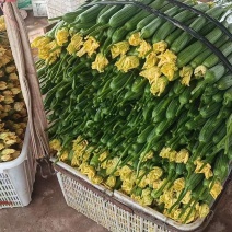 精品鲜花丝瓜35厘米以上基地直发货源充足价格实惠全国发货