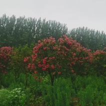 小叶玫红紫薇树