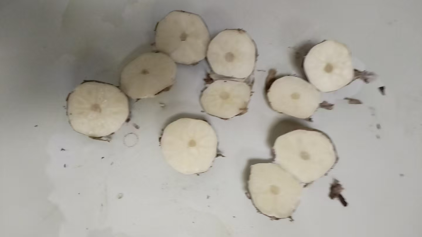 大蒜横切面显微结构图示