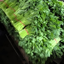 精品茼蒿，