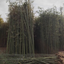 原产地竹子
