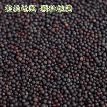 [牛]油菜籽一手货源质量保证，量大从优，视频看货对接全国