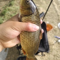 鲤鱼