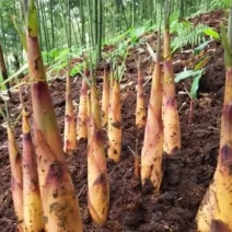 四川乐山苦笋基地直发保质保量一条龙服务诚信合作