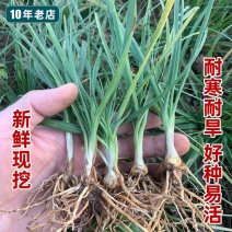 基地一手货源知母苗毛知母苗现挖现发