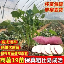 商薯19种苗红薯苗商薯苗基地大量供应可视频看货