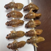 小金蝉，现货，可以加工，量大来谈