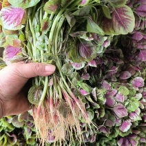 湖北枝江汉菜苋菜，一手货源，电商供应，一件代发