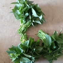 苕叶子，番薯叶子，新鲜现摘，一手货源，电商快递代发