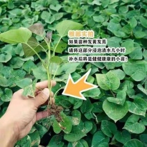 优质红薯苗洛薯13种苗成活率高大型脱毒红薯苗育苗基