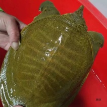 甲鱼