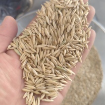 带壳燕麦货源充足量大从优诚信经营欢迎咨询