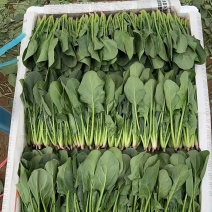 内蒙古兴和县精品泡沫箱菠菜菠菜苗产地直供代发全国山