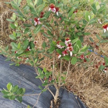 菲油果树苗