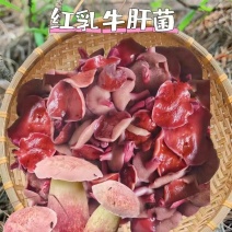 野生红乳牛肝菌批发源头菌农直供菌肉肥厚无虫蛀餐饮/冻货