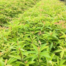木荷