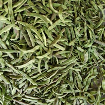 油豆角已大量上市，欢迎新老客户前来合作，全国代发大量供货