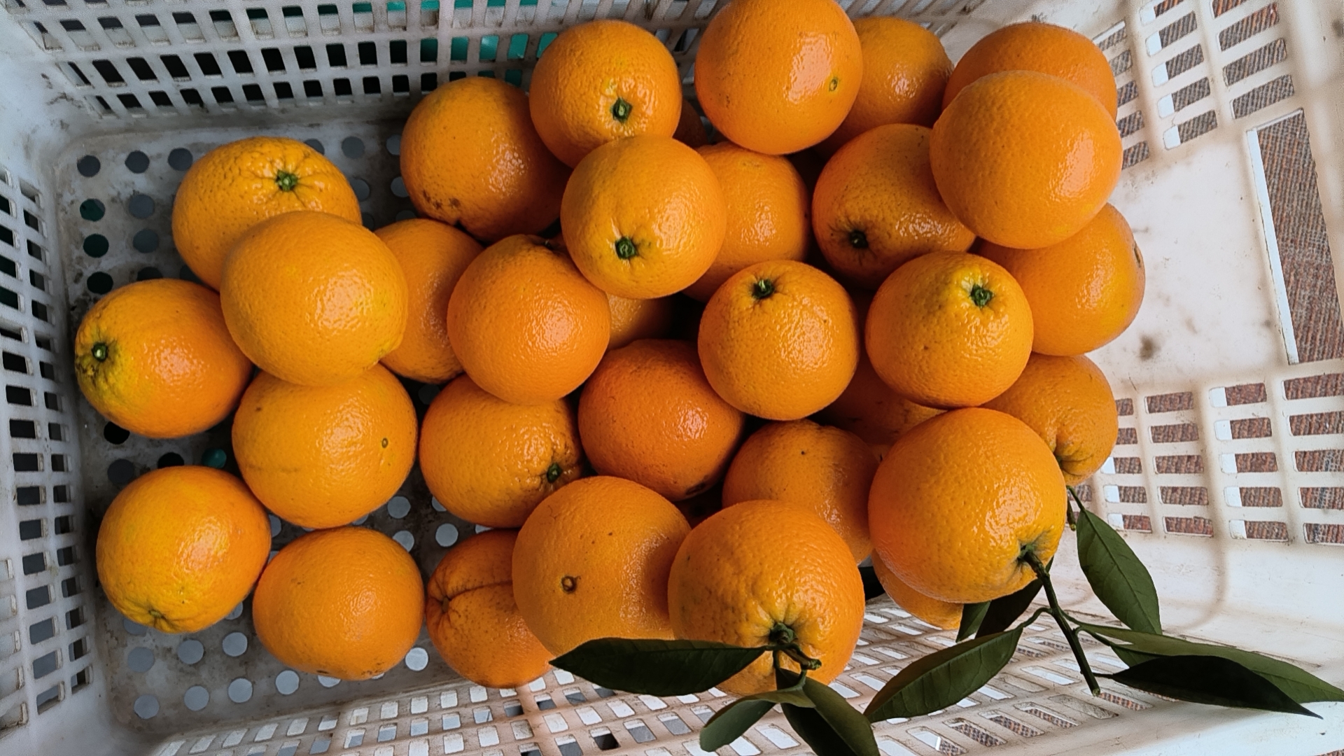 新鲜冰糖橙整齐摆放在水槽中,正在用清水冲洗 挑选与清洗冰糖橙