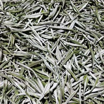大树茶古树茶